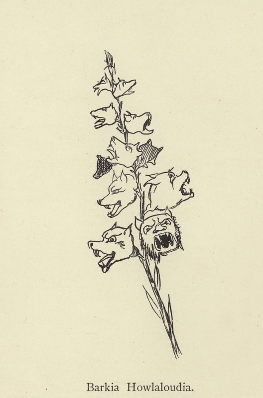 Barkia Howlaloudia da Edward Lear