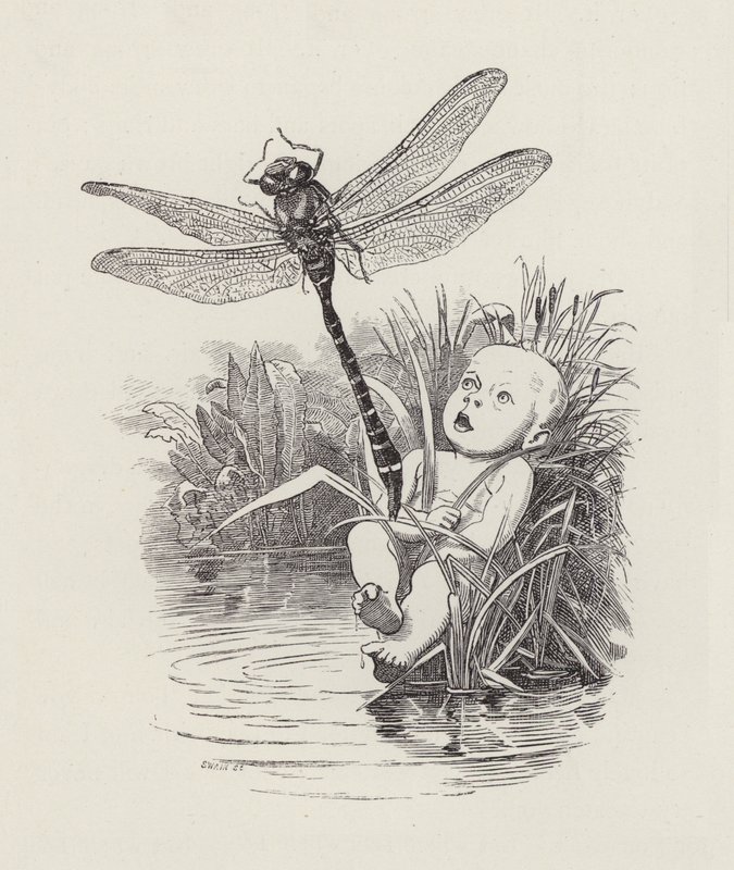 Illustrazione per The Water-Babies di Charles Kingsley da Edward Linley (after) Sambourne