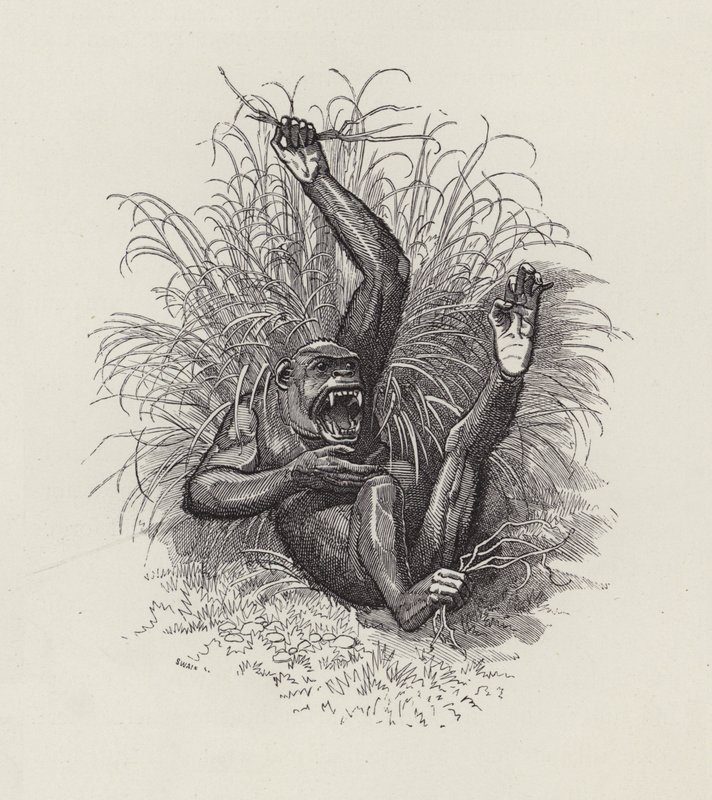 Illustrazione per The Water-Babies di Charles Kingsley da Edward Linley (after) Sambourne