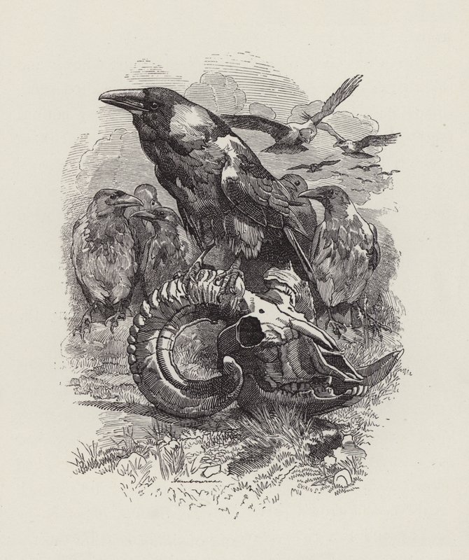 Illustrazione per The Water-Babies di Charles Kingsley da Edward Linley (after) Sambourne