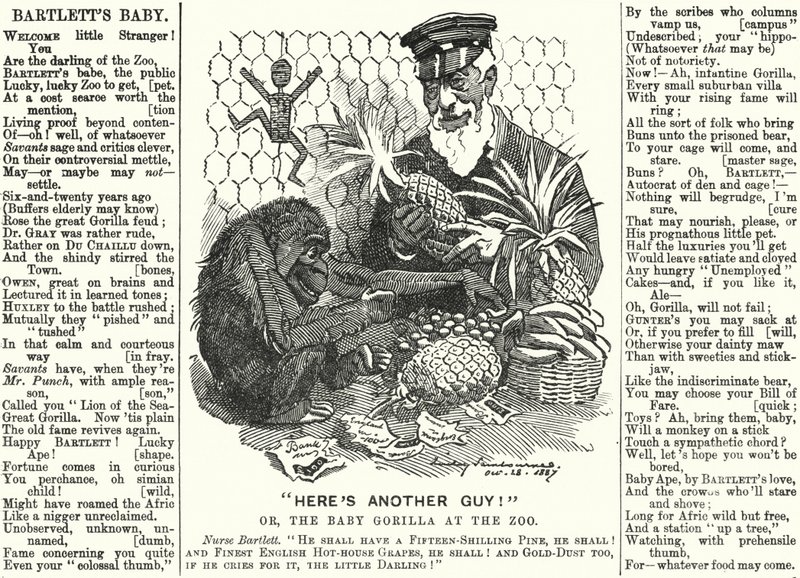 Vignetta di Punch: Abraham Dee Bartlett, sovrintendente dello Zoo di Londra, e un cucciolo di gorilla (incisione) da Edward Linley (after) Sambourne
