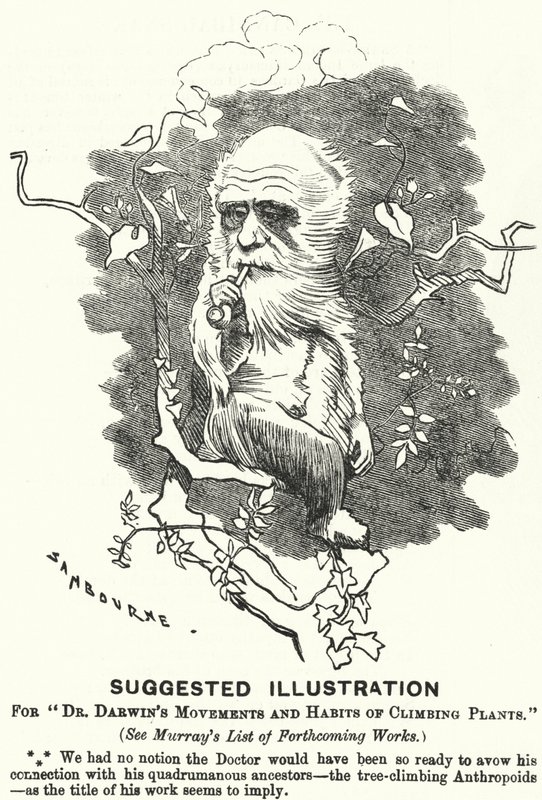 Cartone animato di Punch: Illustrazione Suggerita per i Movimenti e le Abitudini delle Piante Rampicanti del Dr. Darwin (incisione) da Edward Linley (after) Sambourne