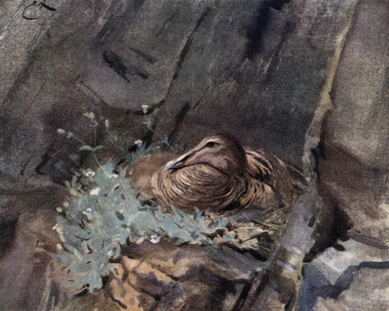 Anatra edredone sul nido da Edwin John Alexander