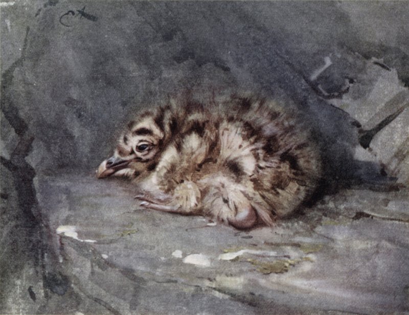 Giovane gabbiano dorso nero da Edwin John Alexander