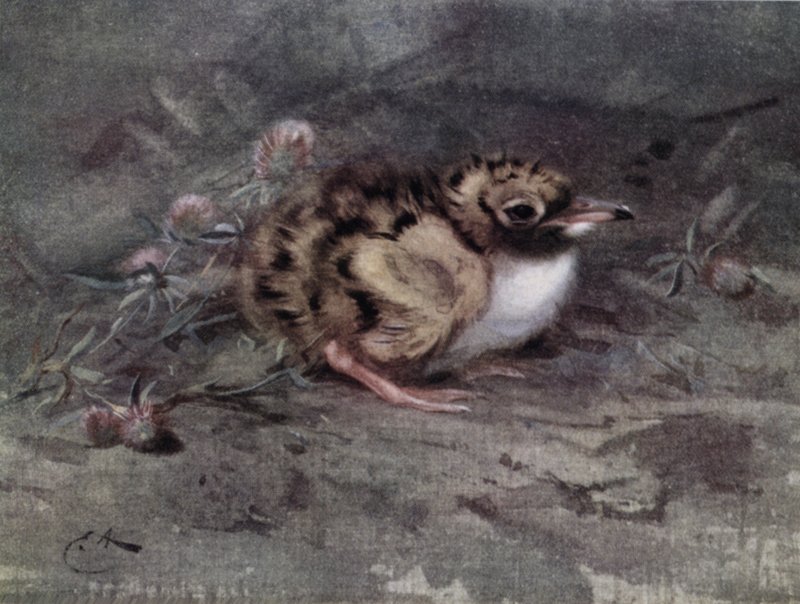 Giovane sterna da Edwin John Alexander