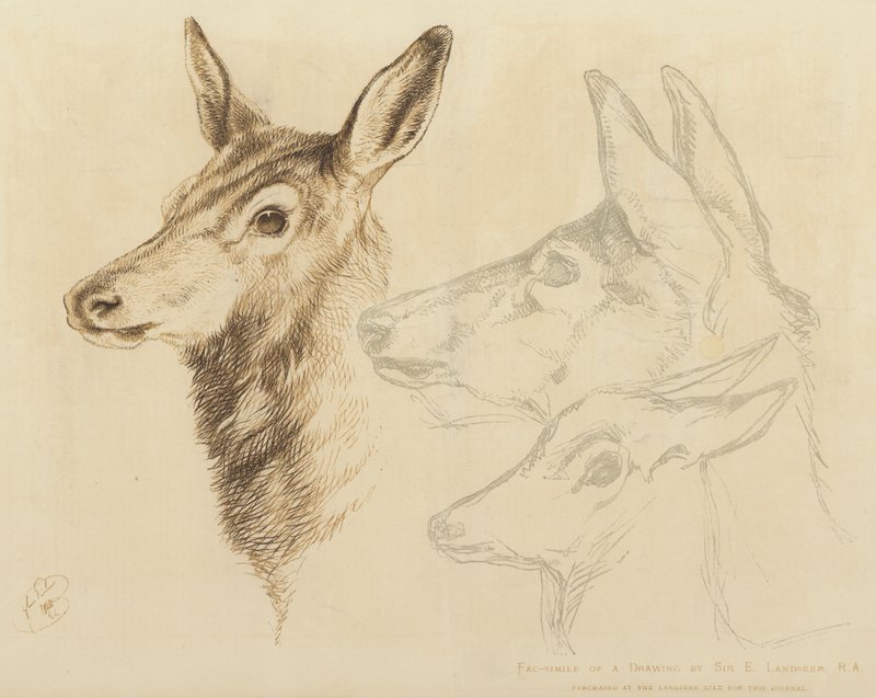 Fac-simile di un disegno di Sir E Landseer, RA da Edwin Landseer