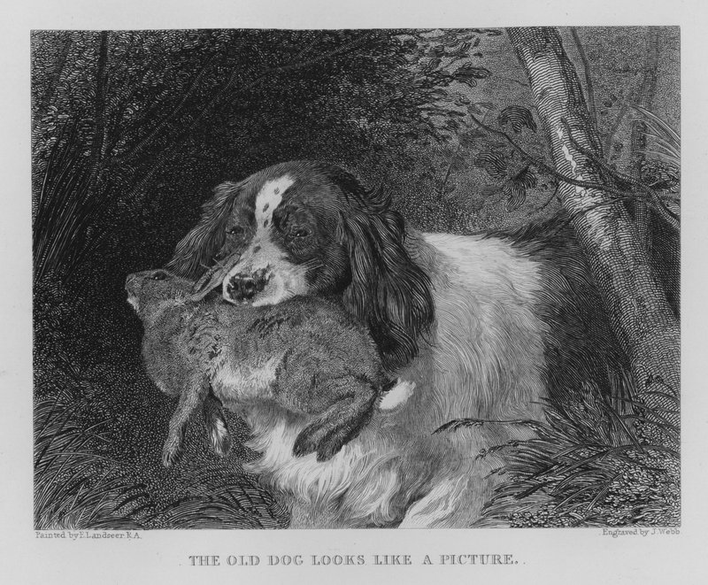 Il vecchio cane sembra un quadro (incisione) da Edwin (after) Landseer
