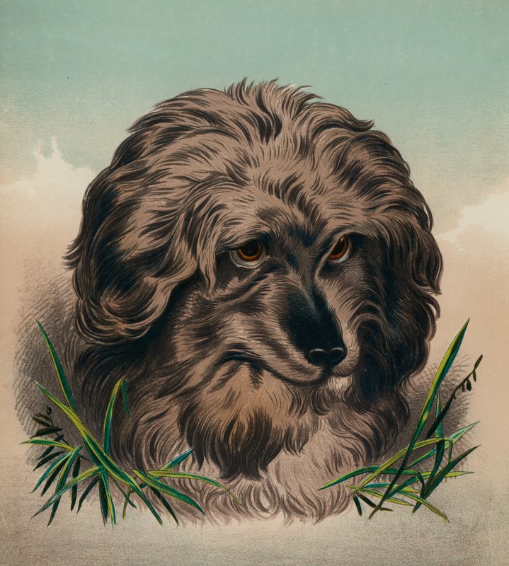 Il Terrier di Skye (litografia a colori) da Edwin (after) Landseer