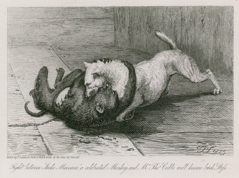 Combattimento tra Jacco Macacco, una scimmia celebre, e la cagna ben nota di Mr Thomas Cubb, Puss da Edwin Landseer