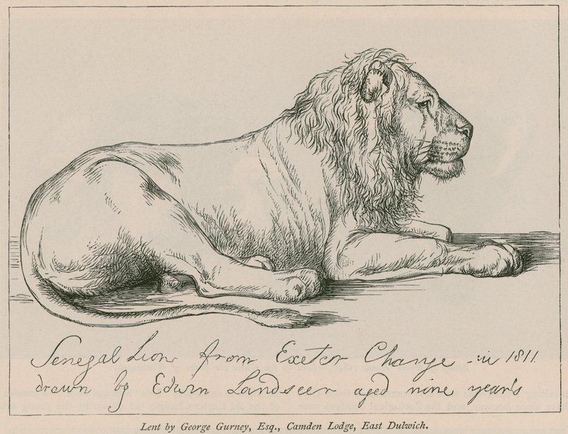 Leone del Senegal da Exeter Change da Edwin Landseer