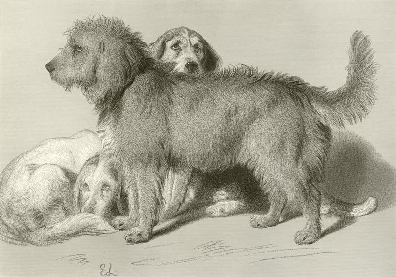 I tre cani da Edwin Landseer