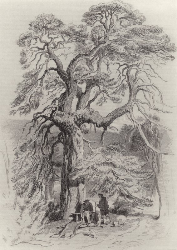 Sotto il vecchio abete da Edwin Landseer
