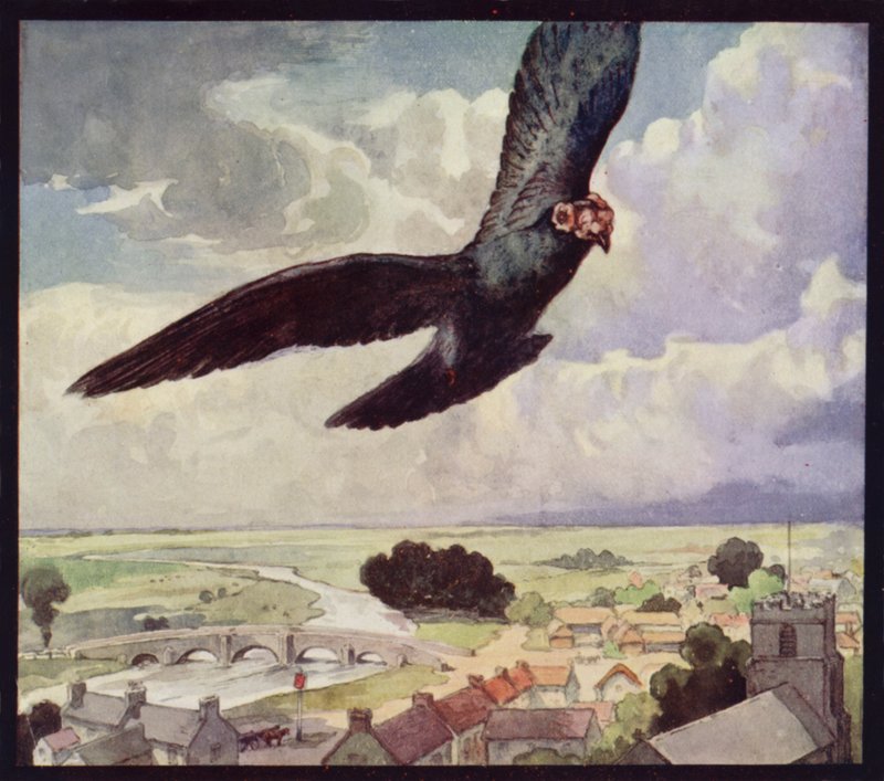 Un piccione viaggiatore in volo da Edwin Noble