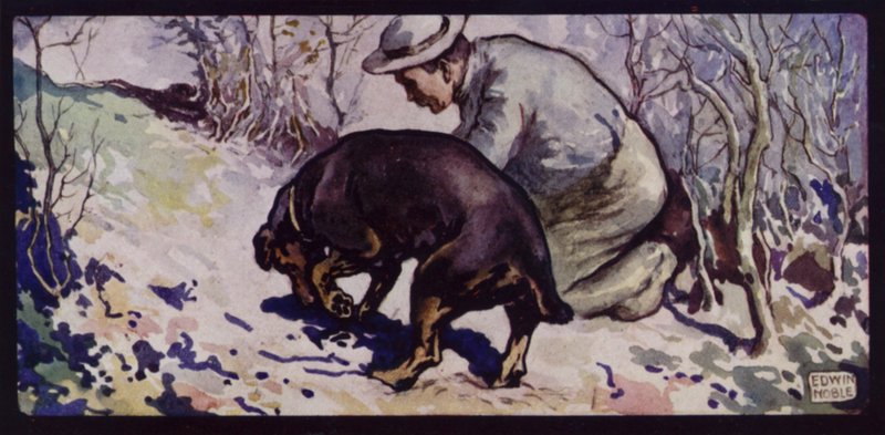 Un cane da caccia al tartufo inglese da Edwin Noble