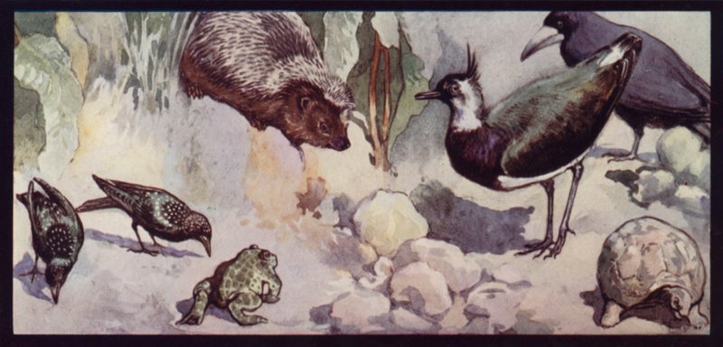 Nemici del verme e della lumaca da Edwin Noble
