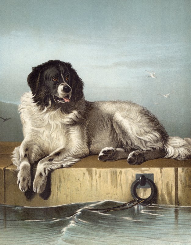 Un membro distinto della Società Umana da Edwin after Landseer