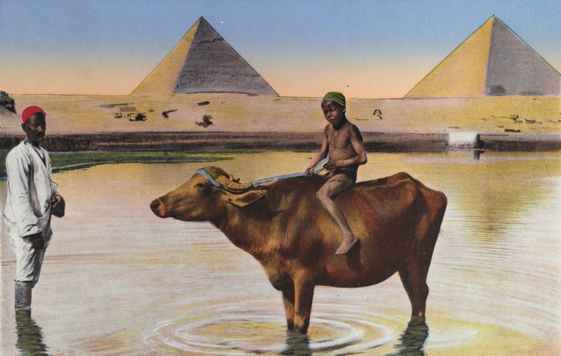 Il Cairo, Piramidi e bufali sul Nilo da Egyptian Photographer