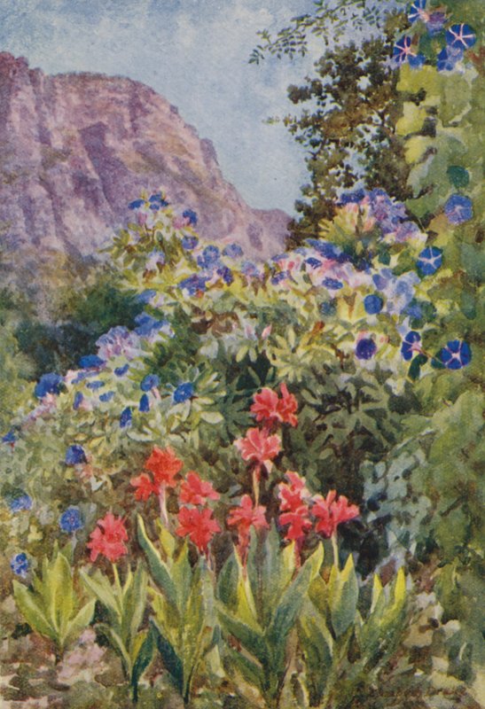 Ipomoea blu e canne, Bishopscourt, vicino a Città del Capo (litografia a colori) da Elizabeth Drake
