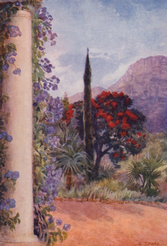 Eucalipto rosso scuro e Solanum Wendlandii a Paradise, Claremont (litografia a colori) da Elizabeth Drake