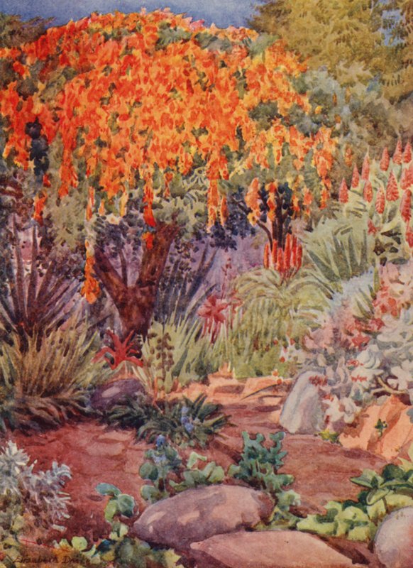 Bignonia venusta arancione, Woodley, Durban (litografia a colori) da Elizabeth Drake
