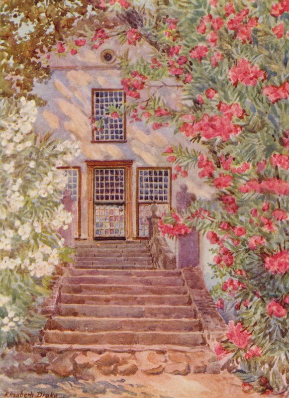 Oleandri bianchi e rosa, Alphen, Wynberg (litografia a colori) da Elizabeth Drake