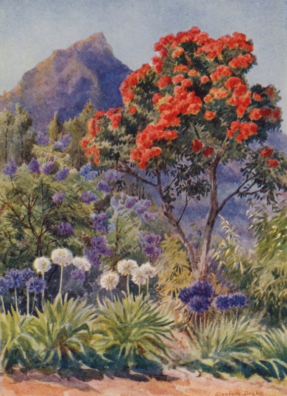 Eucalipto dai fiori scarlatti, vicino a Città del Capo (litografia a colori) da Elizabeth Drake