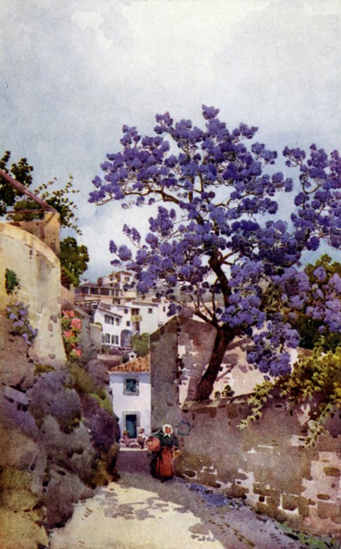 Albero di Jacaranda da Ella Du Cane