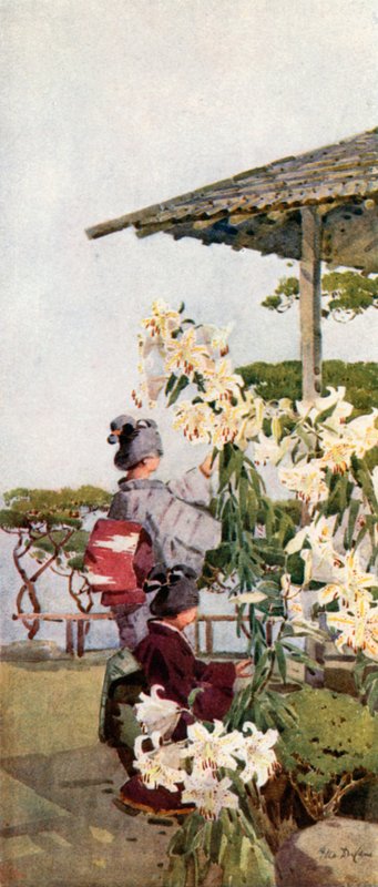 Lilium Auratum da Ella Du Cane