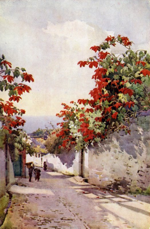 Poinsettia sulla Mount Road da Ella Du Cane