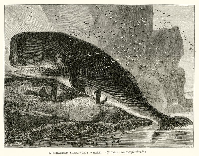 Una balena spermaceti arenata (Catodon Macrocephalus) da English School