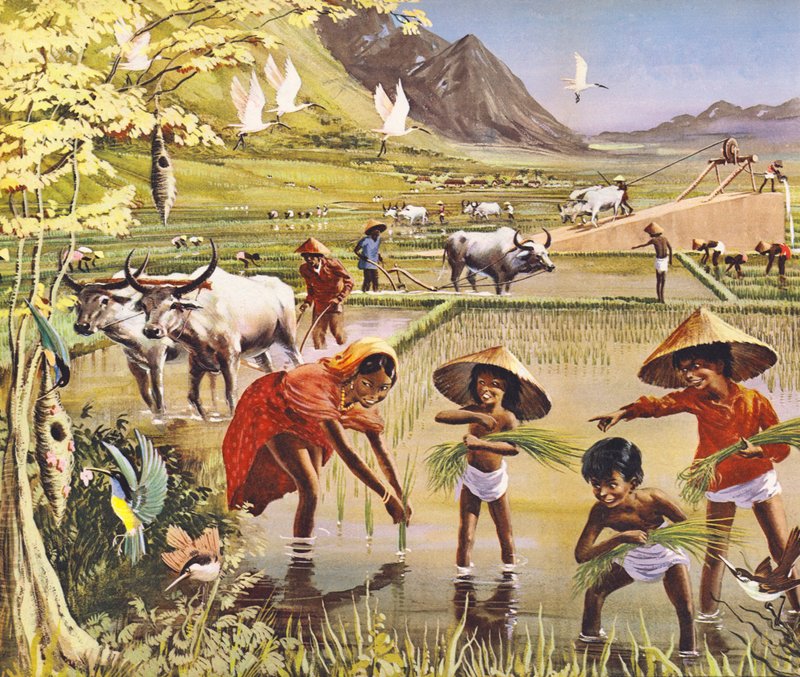 Campo di riso, o paddy, in Malesia da English School