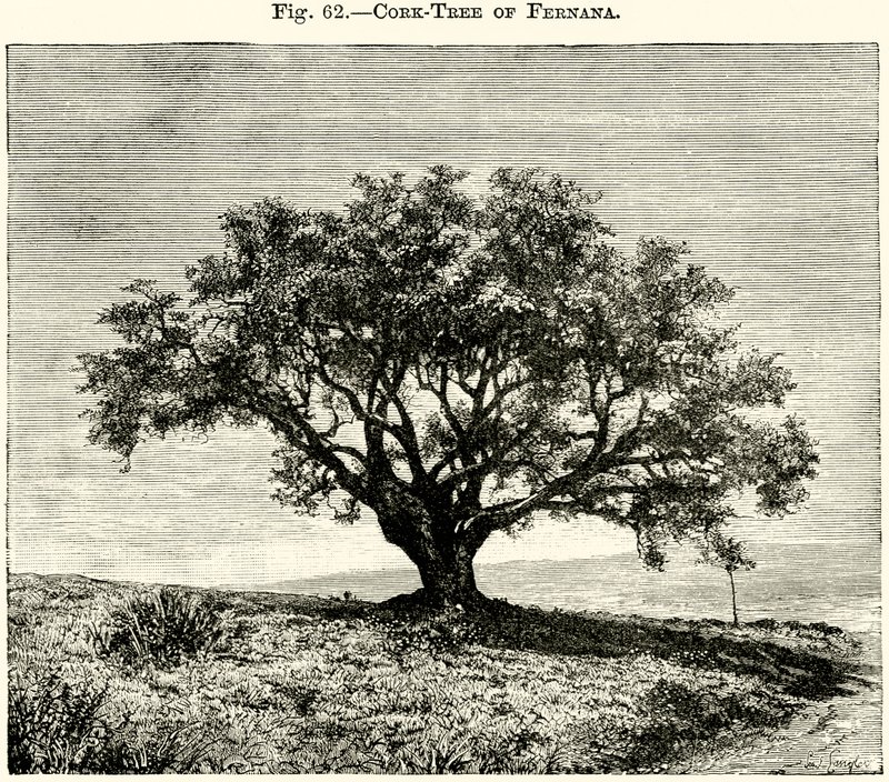 Albero di sughero di Fernana da English School
