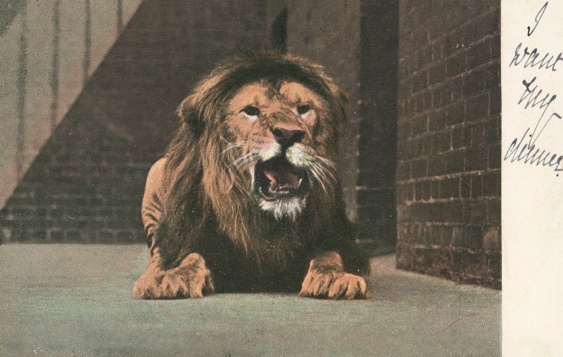 Leone allo zoo, ruggente da English School
