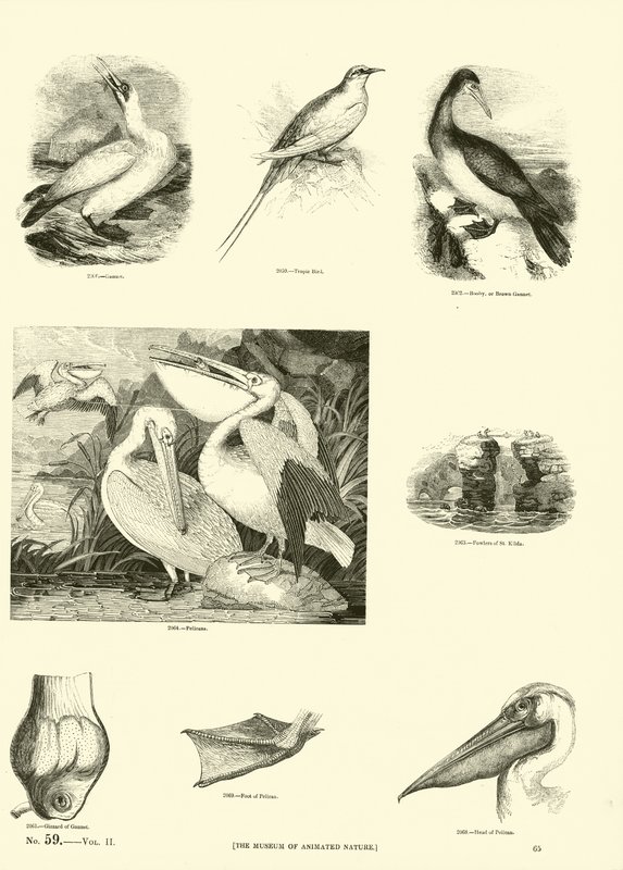 Pagina dal Museo Pittoresco della Natura Animata da English School
