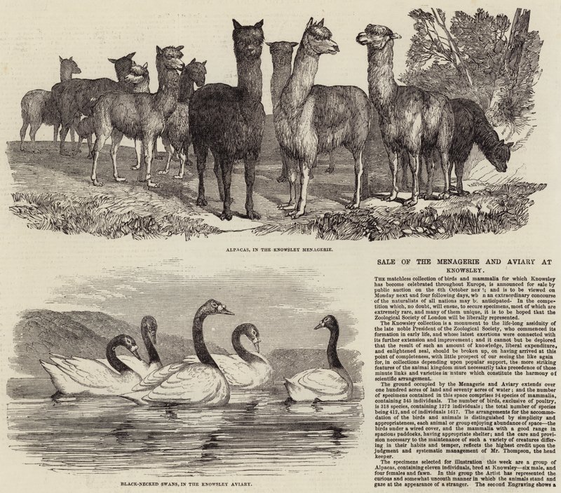 Vendita della menagerie e aviario a Knowsley da English School