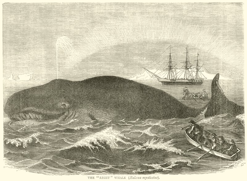 La Balena Comune (Balaena Mysticetus) da English School