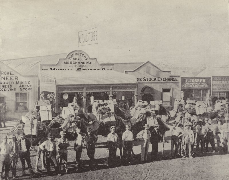 Un treno di cammelli, Coolgardie, Australia occidentale da English Photographer