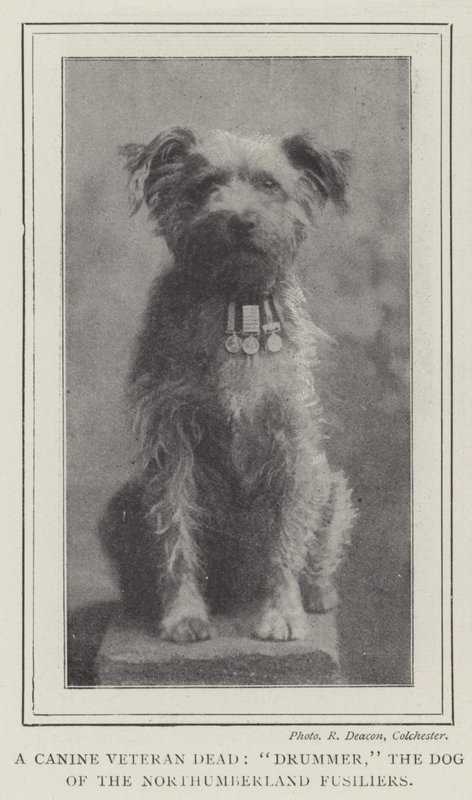 Un veterano canino morto, Drummer, il cane dei Northumberland Fusiliers da English Photographer