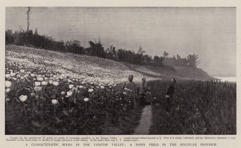 Una scena caratteristica nella valle dello Yangtse, un campo di papaveri nella provincia di Szechuan da English Photographer