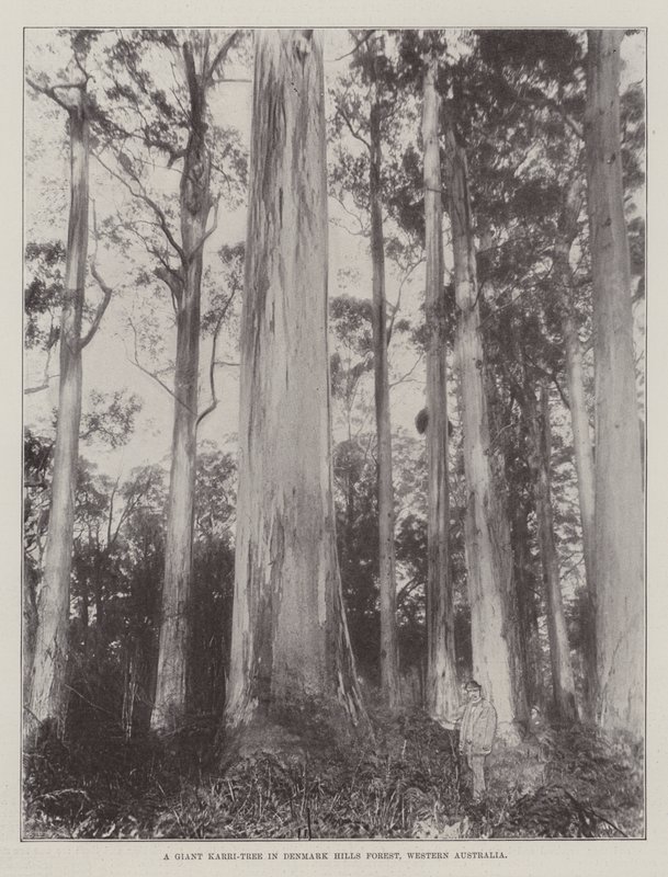Un albero gigante di Karri nella foresta di Denmark Hills, Australia occidentale da English Photographer