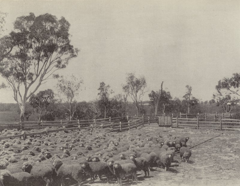 Una stazione di pecore nel Queensland meridionale da English Photographer