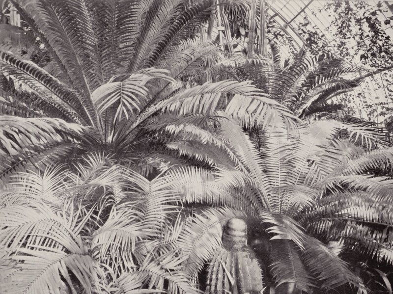 Un gruppo di cicadi nella Palm House a Kew da English Photographer