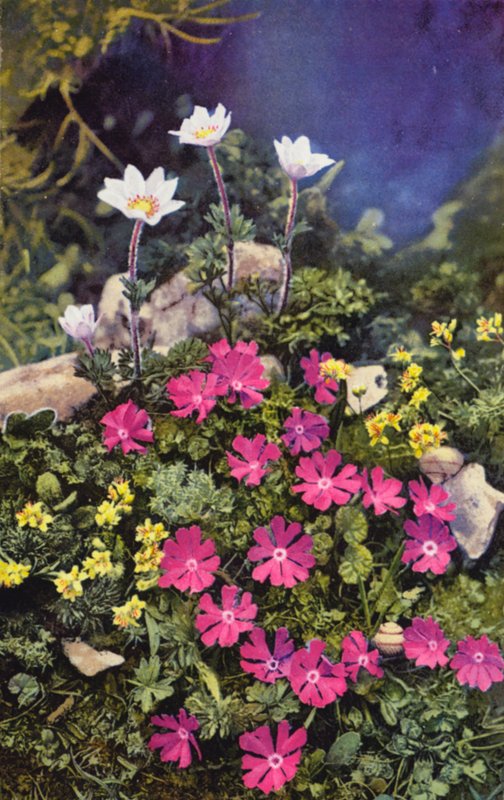 Fiori alpini: Draba Aizoides con Primula Minima (al centro) e Anemone Baldensis (dietro) da English Photographer