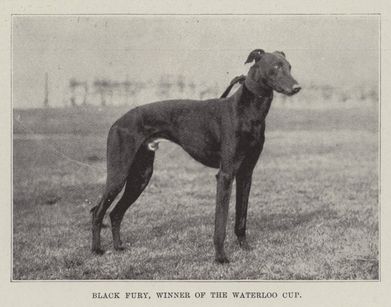 Black Fury, vincitore della Waterloo Cup da English Photographer