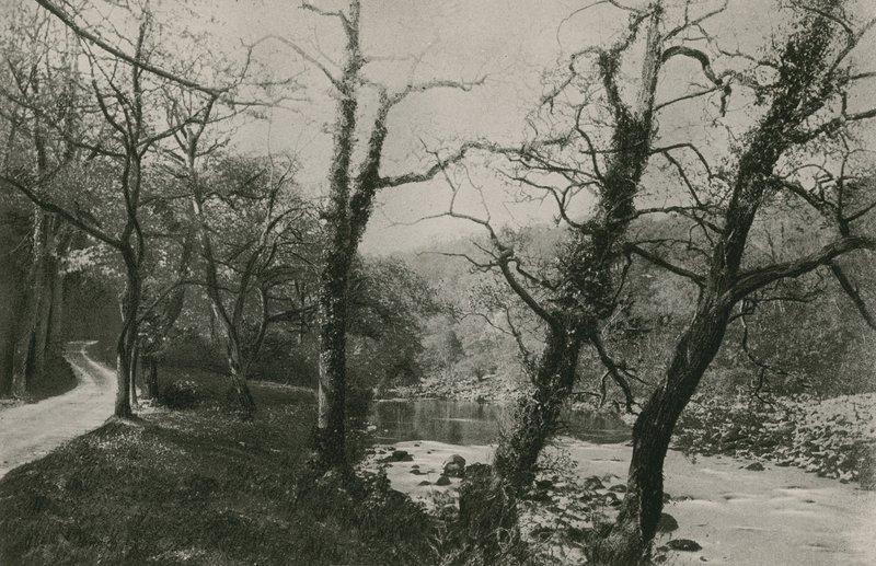Boschi di Bolton da English Photographer