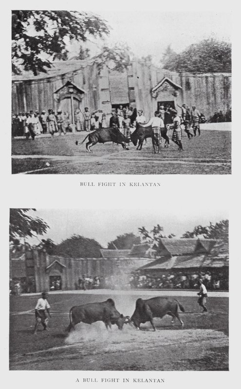 Combattimento di tori a Kelantan da English Photographer