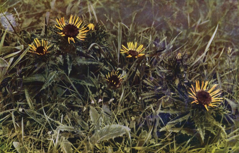 Carlina (foto) da English Photographer