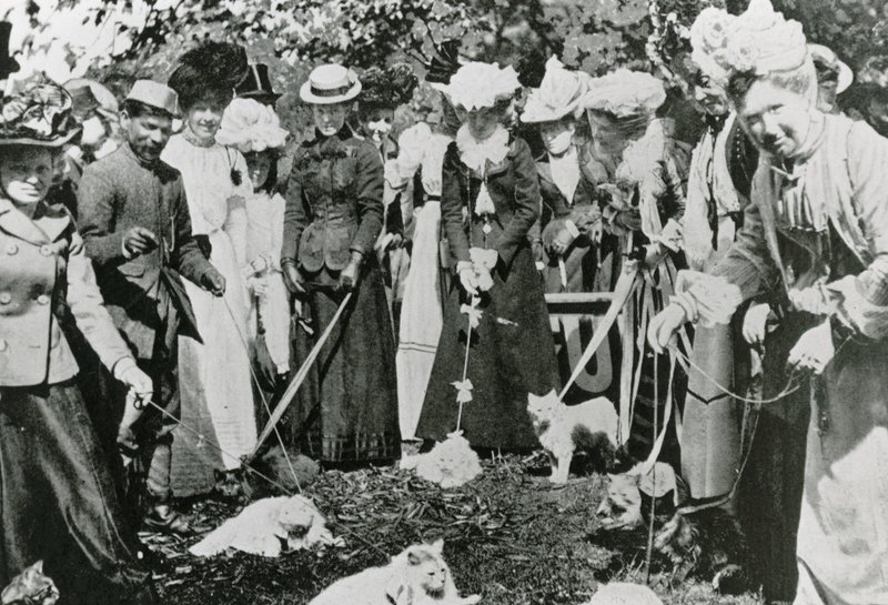 Mostra felina ai Royal Botanic Gardens, Westminster, nel 1900 da English Photographer
