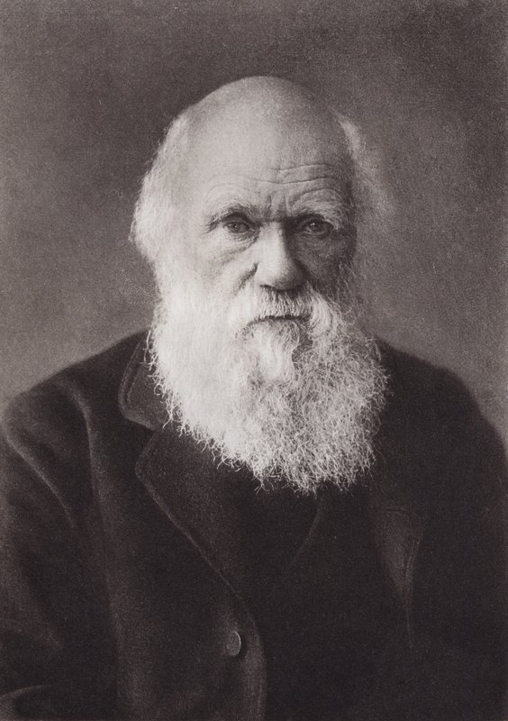 Charles Darwin, ritratto, c. 1880 da English Photographer