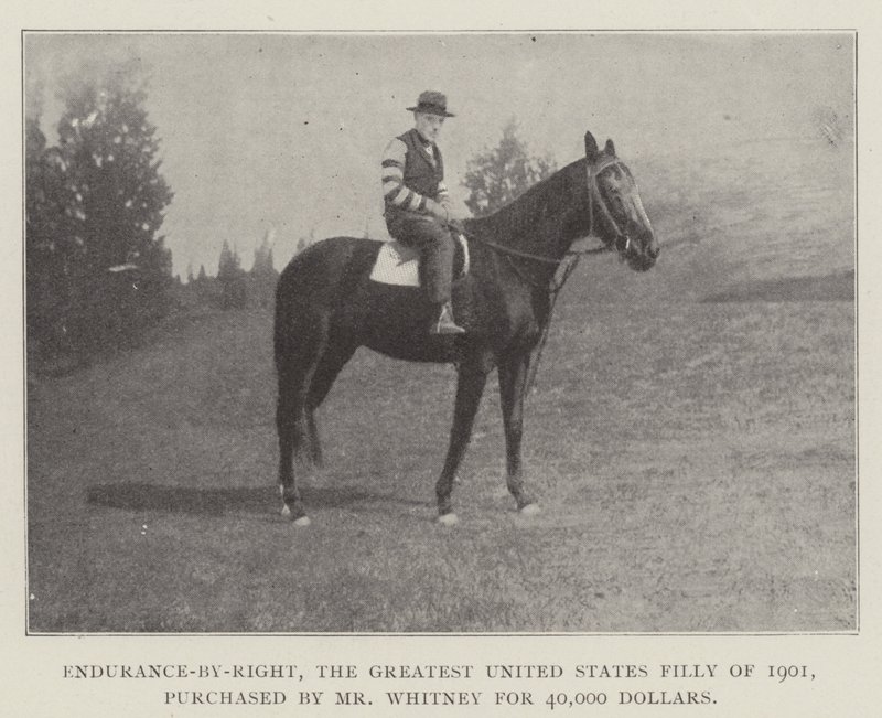 Endurance-by-Right, la più grande puledra degli Stati Uniti del 1901, acquistata dal signor Whitney per 40.000 dollari da English Photographer
